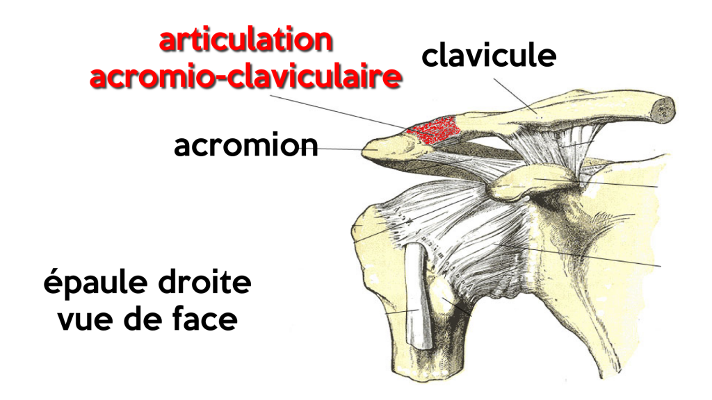 Anatomie de L'articulation Acromio Claviculaire